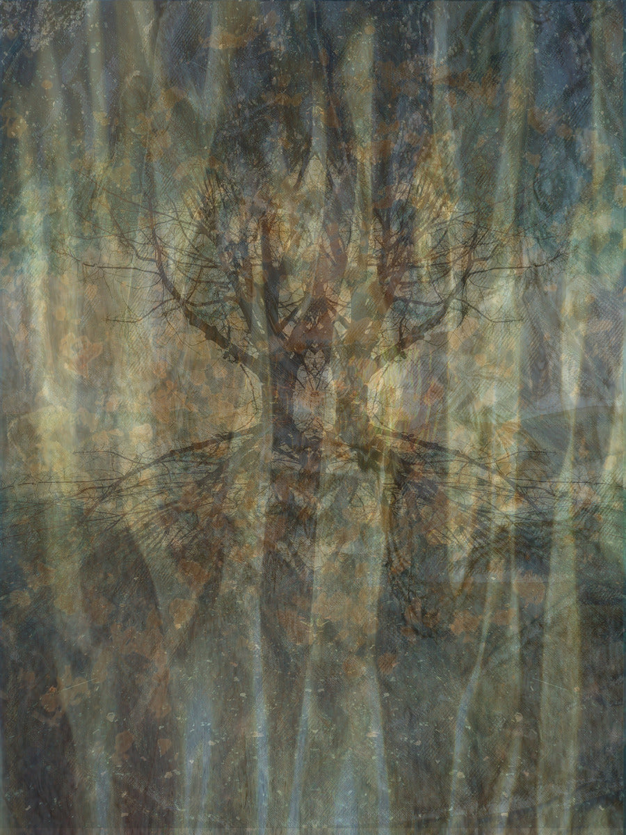 Enchanted Forest