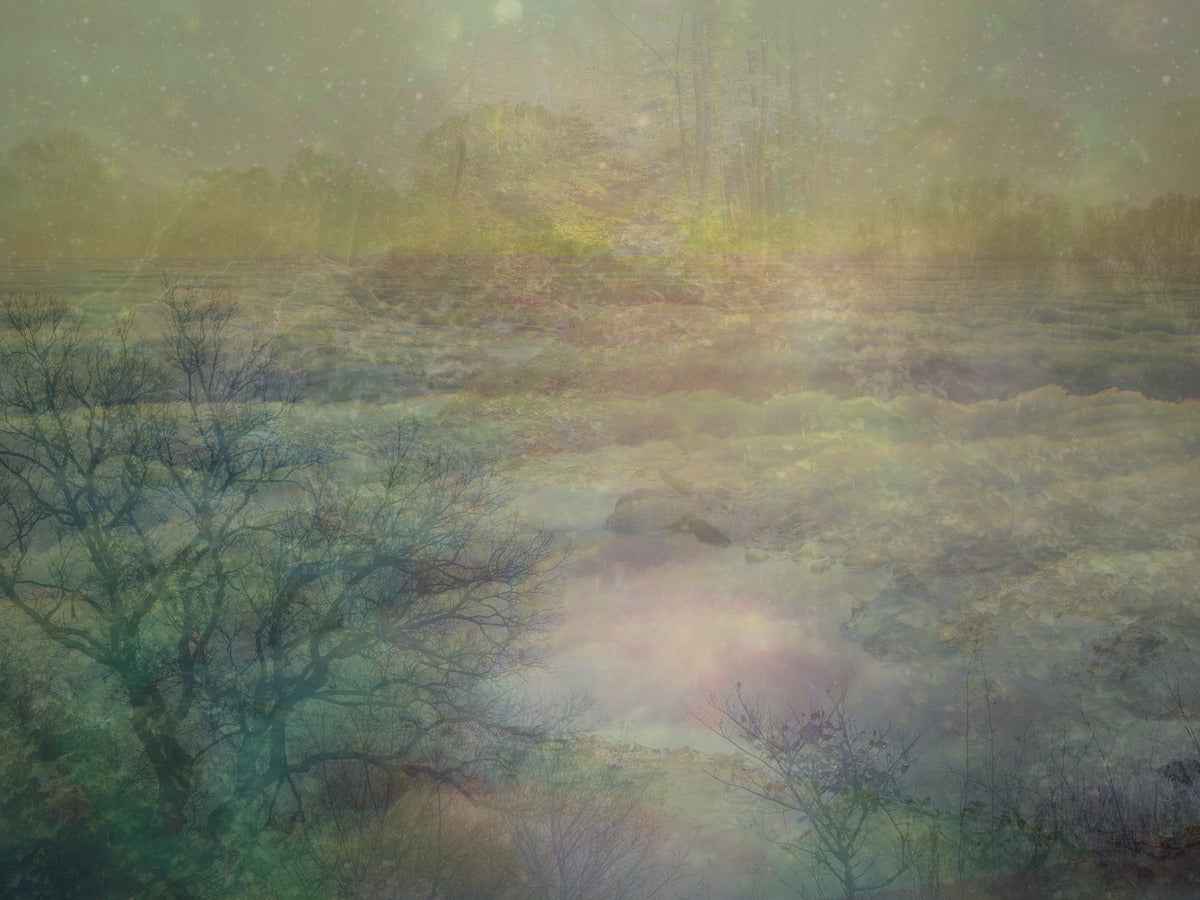 Forest Dreams