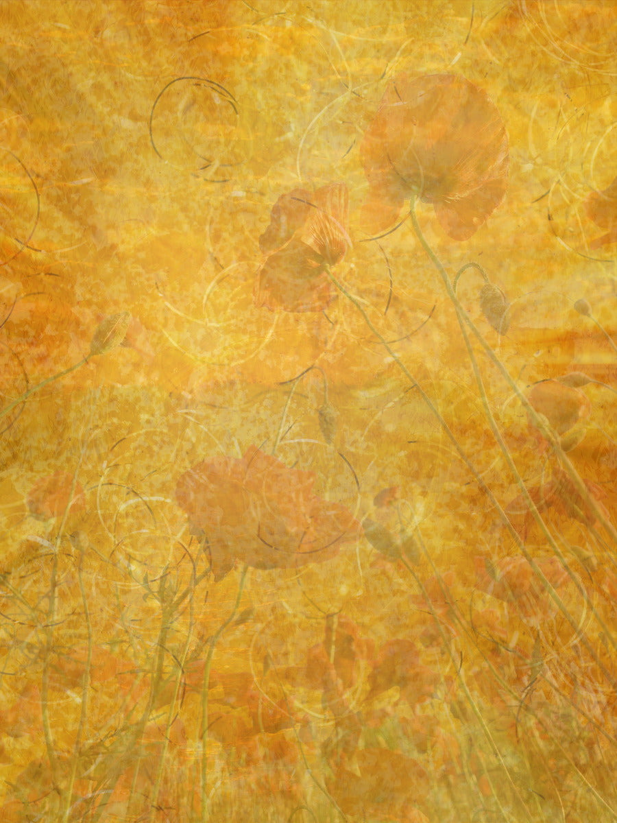 Gossamer Poppies
