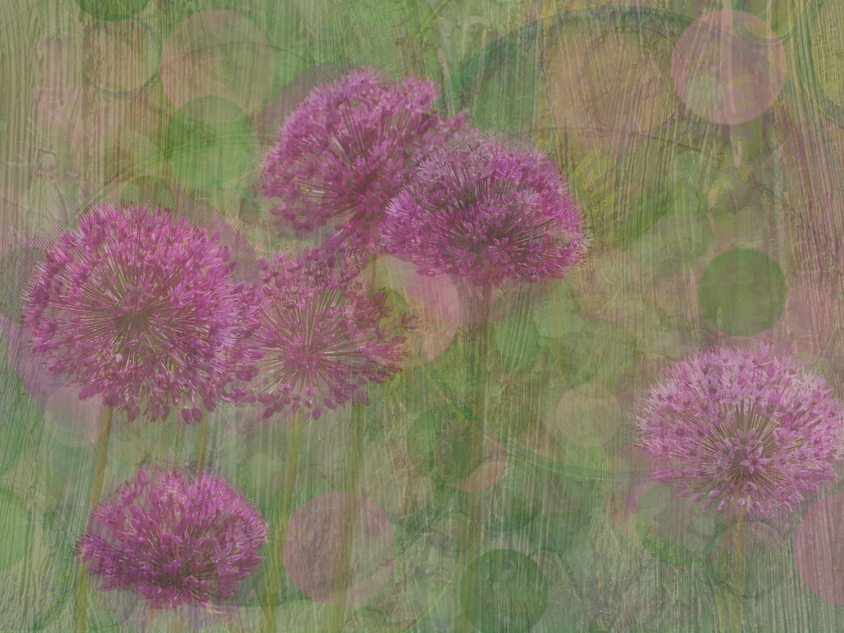 Whimsical Alliums