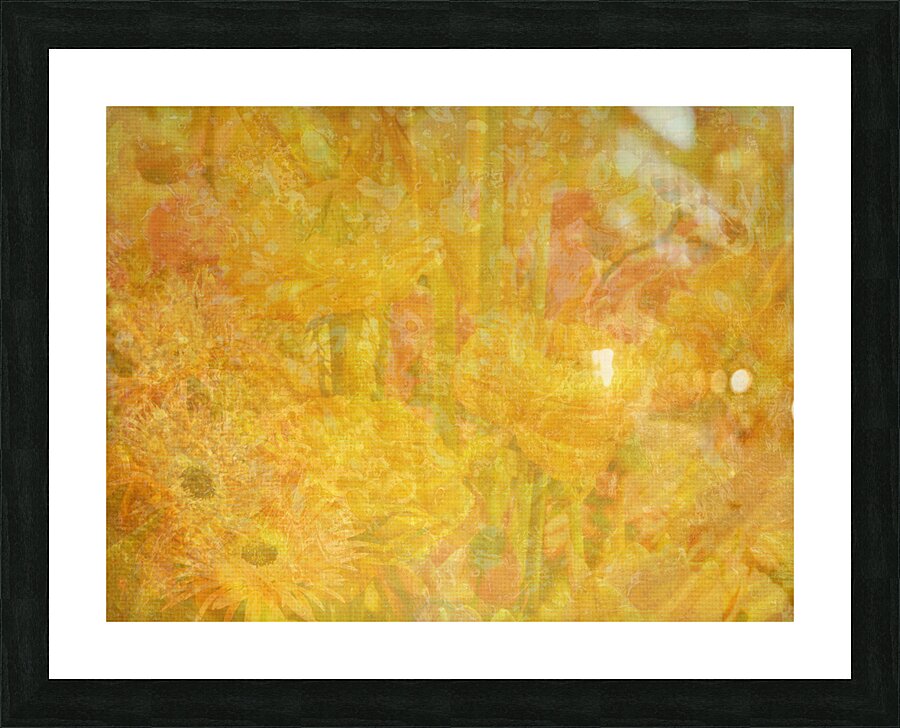 Field Of Wonder