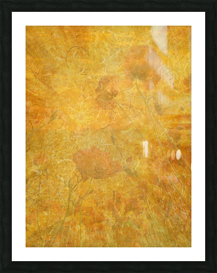 Gossamer Poppies