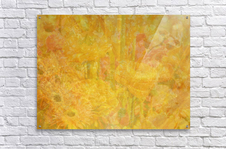 Field Of Wonder
