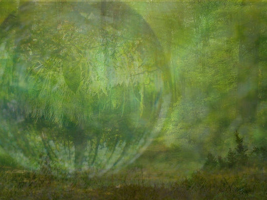 Lentille de la forêt