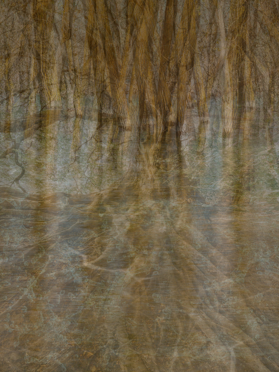 2443101 :: Giclée Rolled Canvas Print