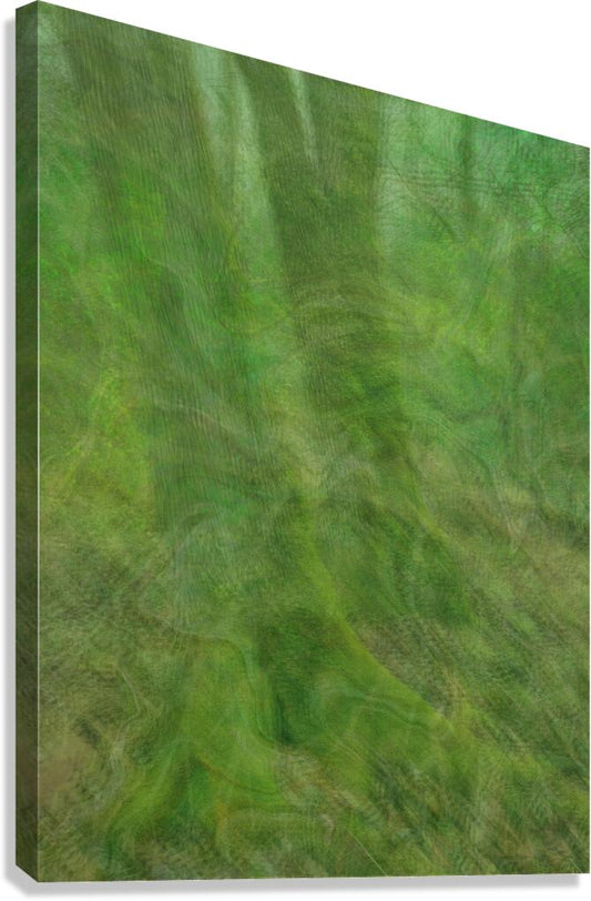 2328539 :: Giclée Stretched Canvas Print