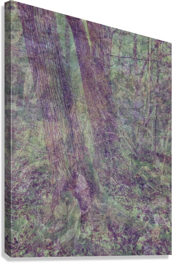 2443095 :: Giclée Stretched Canvas Print
