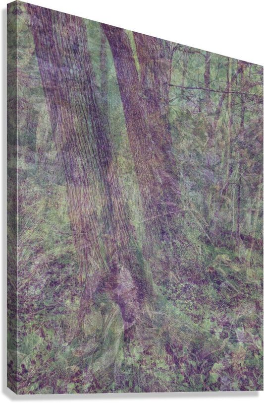 2443095 :: Giclée Stretched Canvas Print