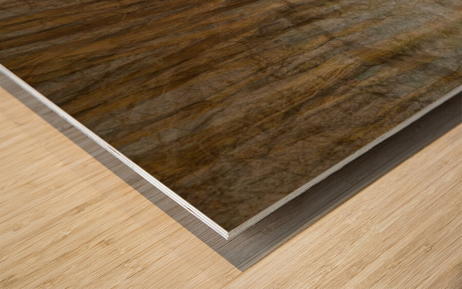 2443101 :: Wood Print